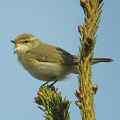 Пеночка-таловка фото (Phylloscopus borealis) - изображение №2328 onbird.ru.<br>Источник: www.birdfinders.co.uk